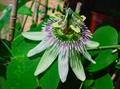 Passiflora gibertii